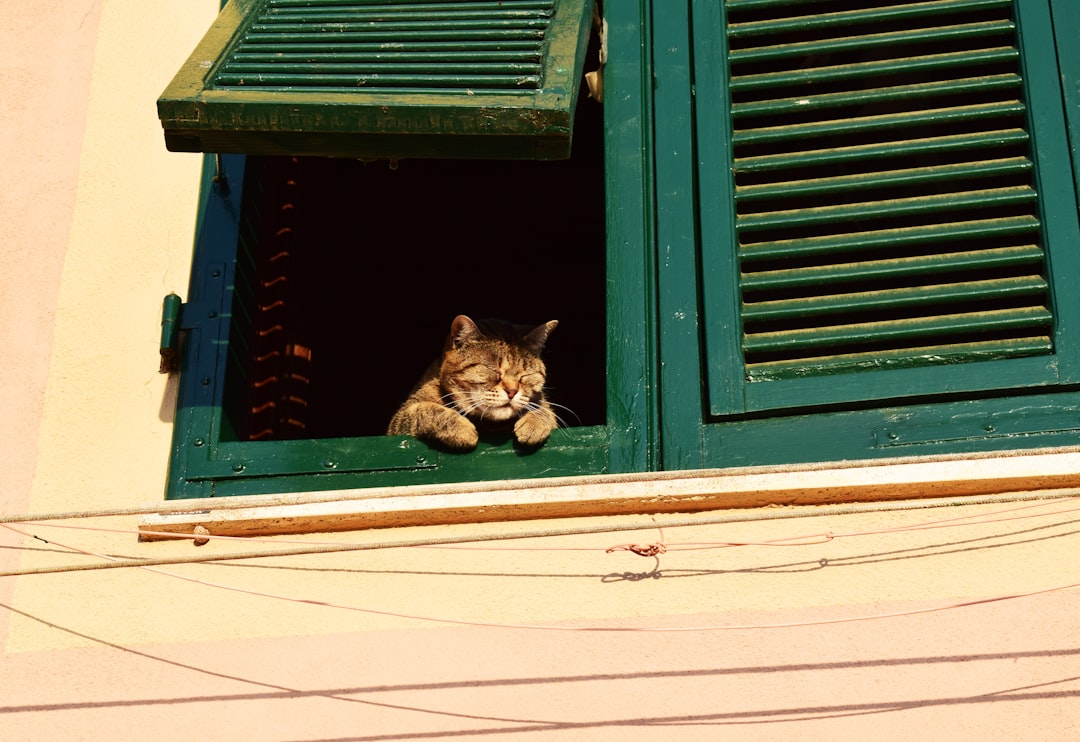 A cat watching for its owner during a long absence