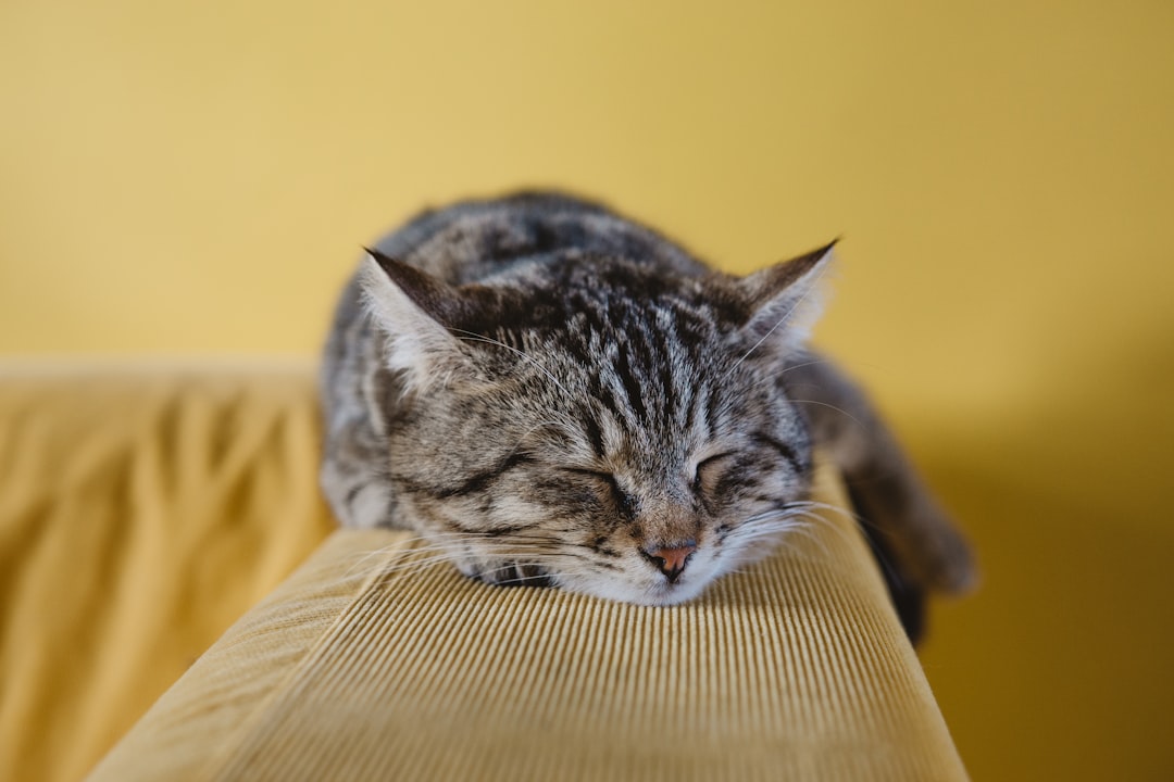 Portion control matters more than food type for cat weight management