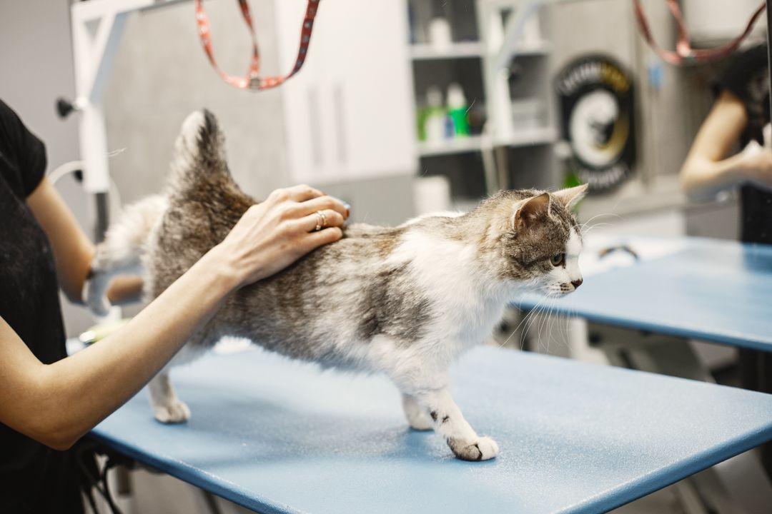 Weight tracking is one of the earliest warning signs of illness in cats
