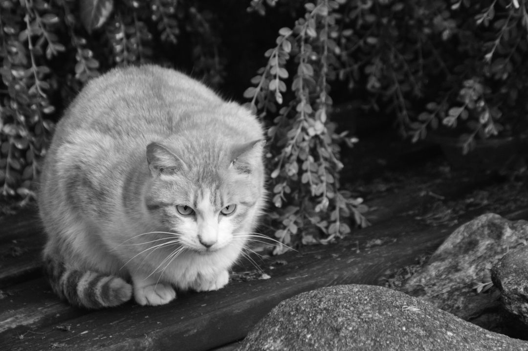 A withdrawn cat, often a sign of illness alongside appetite loss