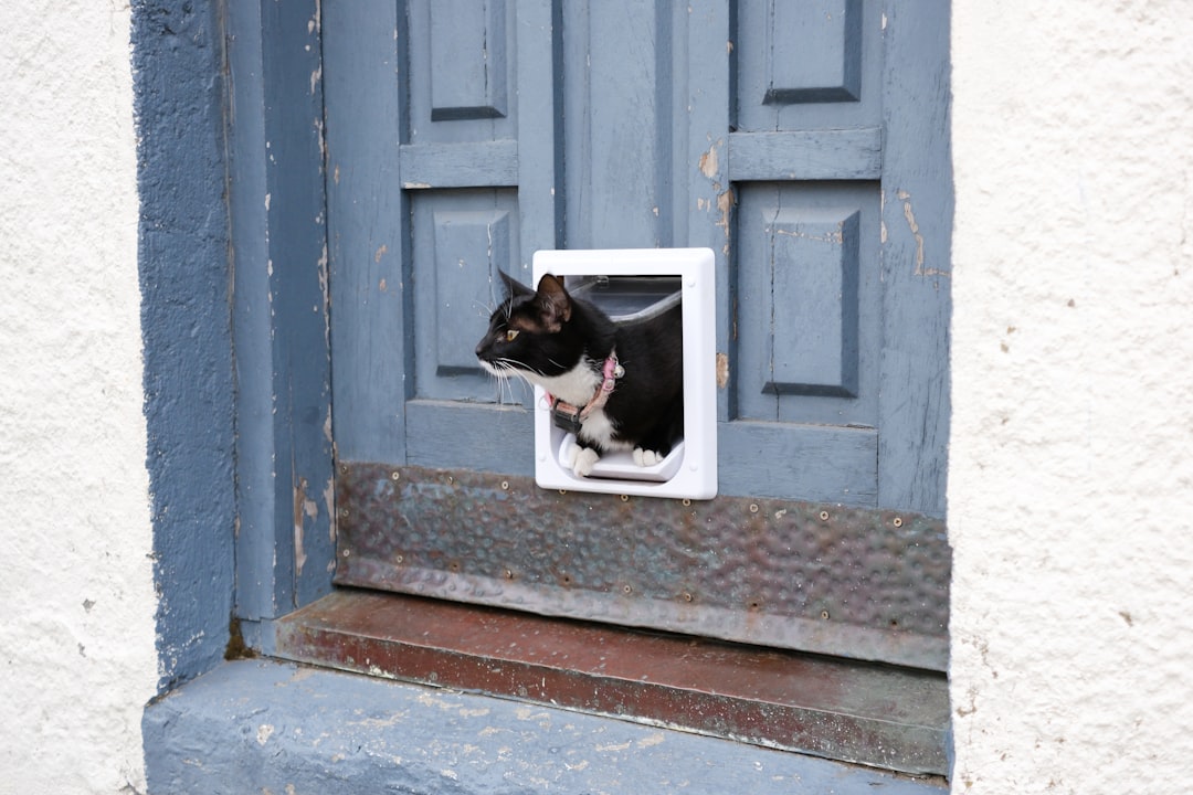 A window or cat flap gives free access from indoors