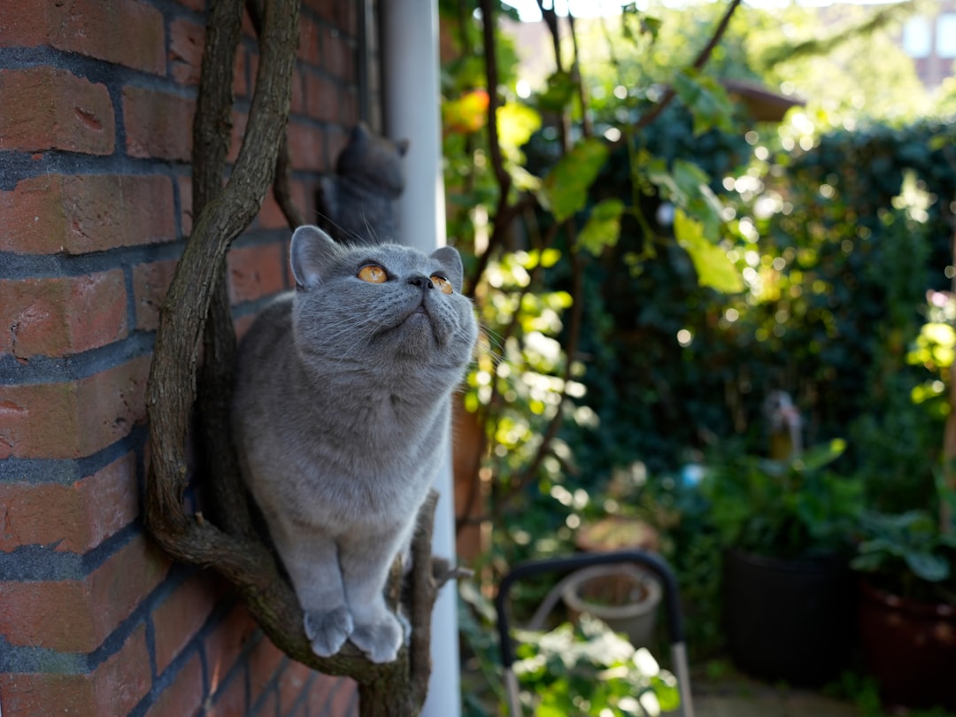 Vertical levels multiply usable space inside a catio