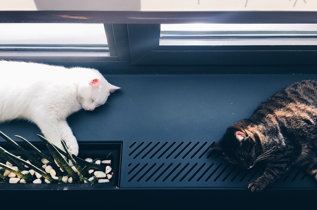 Peaceful coexistence, the realistic goal for household cats