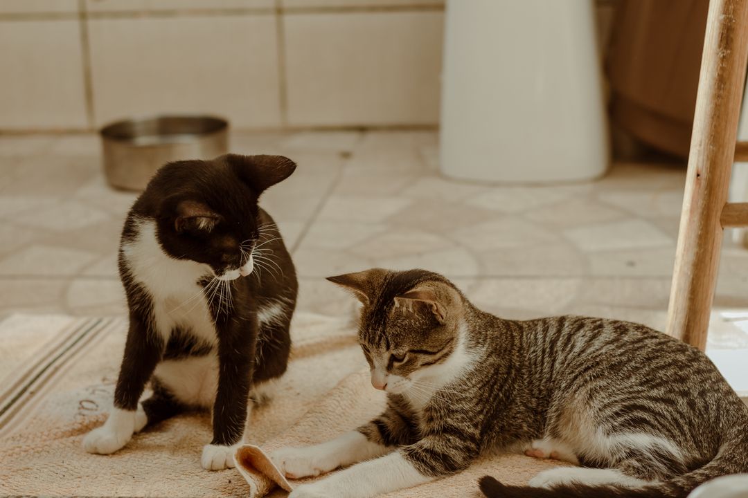 Play wrestling, which looks alarming but is not conflict