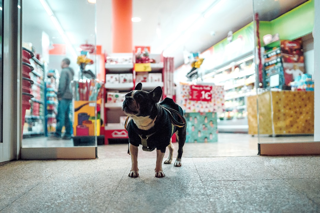 A pet store of the kind that hosts weekend cat adoption events in the Central Valley