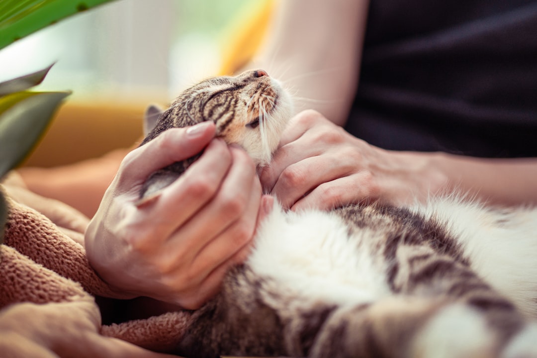 Feeling along a cat ribs is the first body condition check