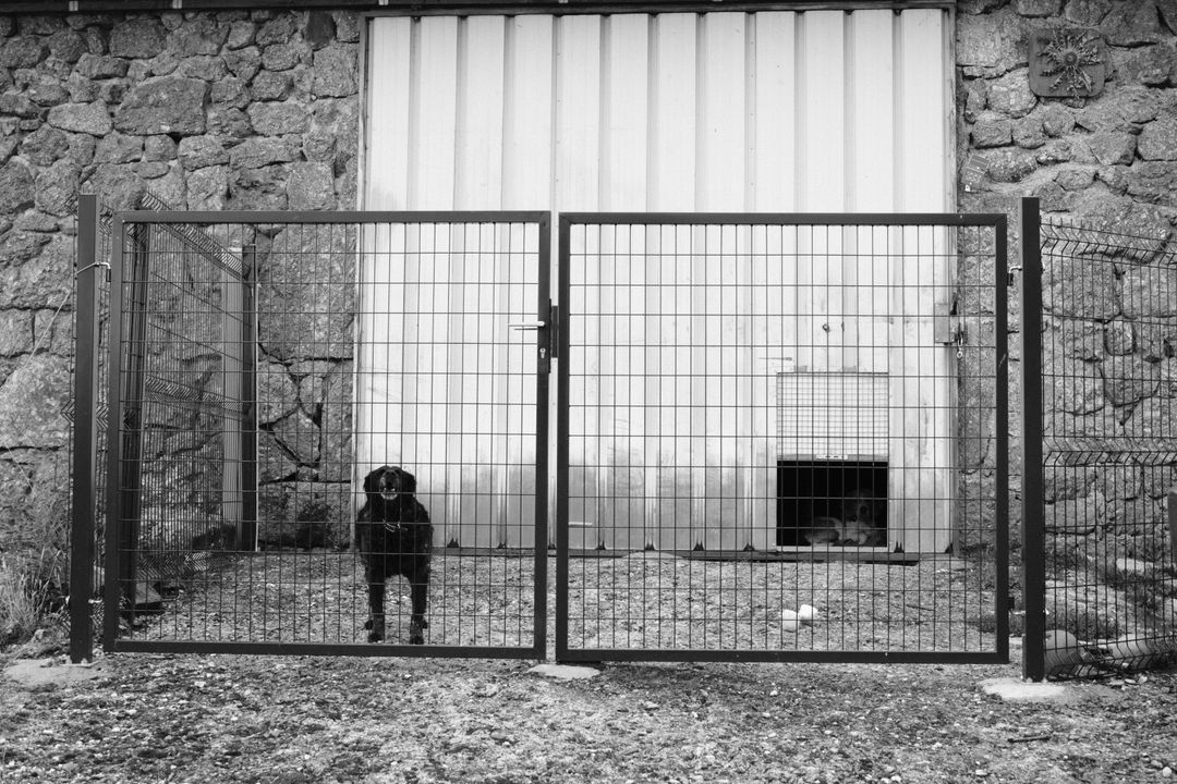 Checking local shelters in person is more reliable than calling