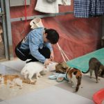 A volunteer caring for cats at a rescue organisation