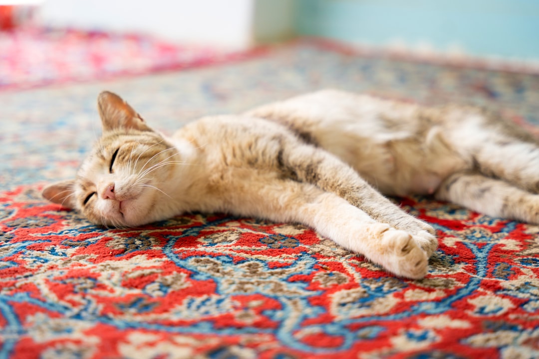 An adopted cat settled into a Chowchilla home