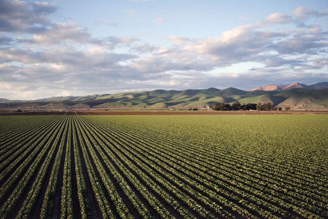 Farmland around Chowchilla where outdoor cat colonies establish