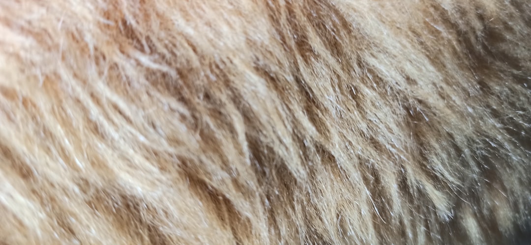 Circular patches of hair loss, the classic ringworm presentation
