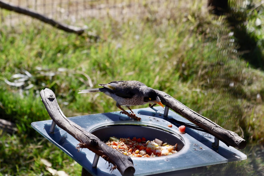Clean feeding stations are the main disease control measure in colonies