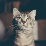 An attentive cat during a training session