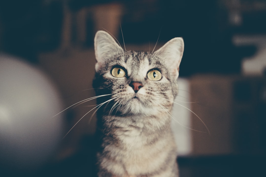 An attentive cat during a training session