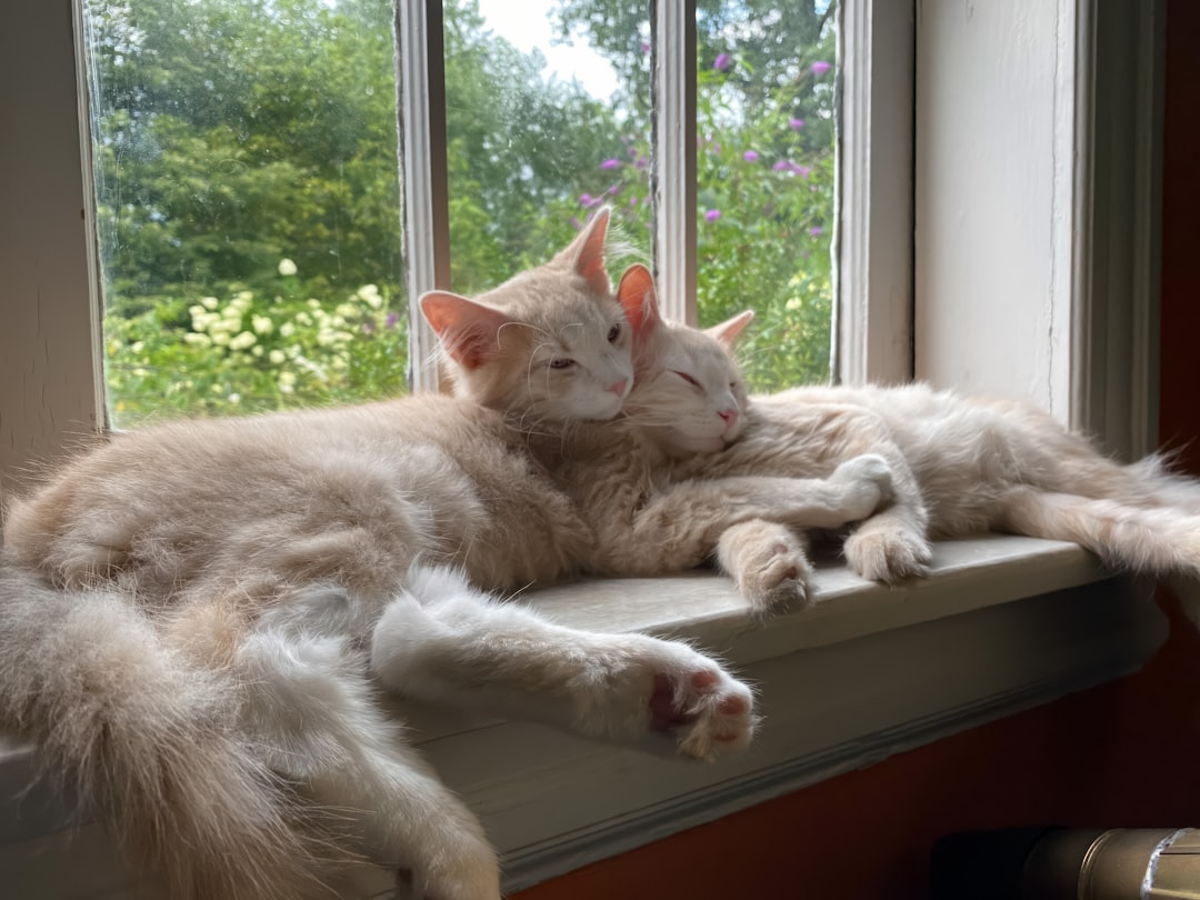 An adopted cat living indoors in Coalinga