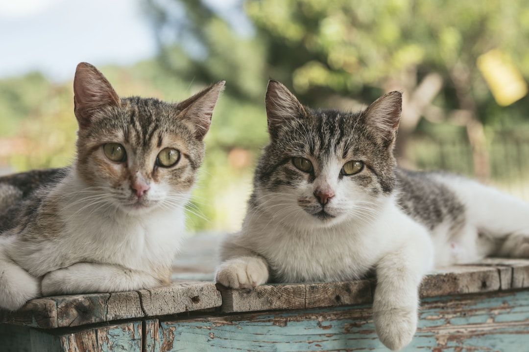 Adopting two cats in one trip makes sense from a remote town