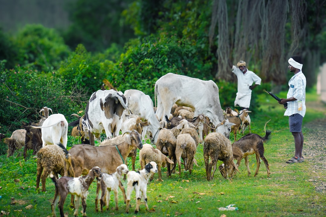 Planning veterinary access from a remote Central Valley town