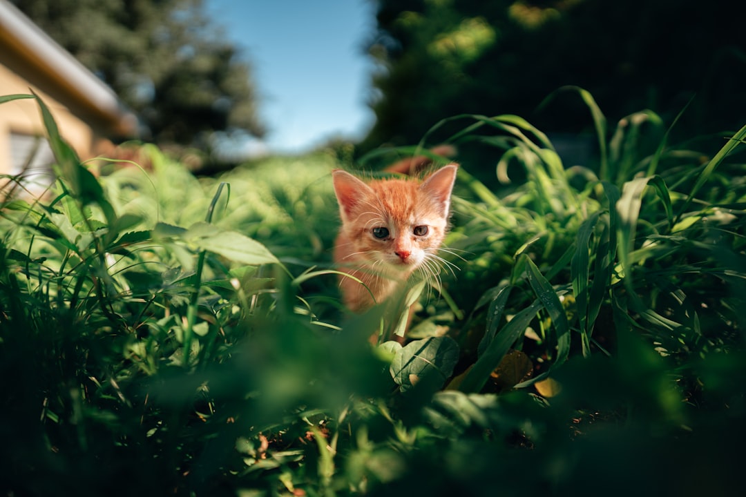Continuity of care is what keeps colony cats healthy