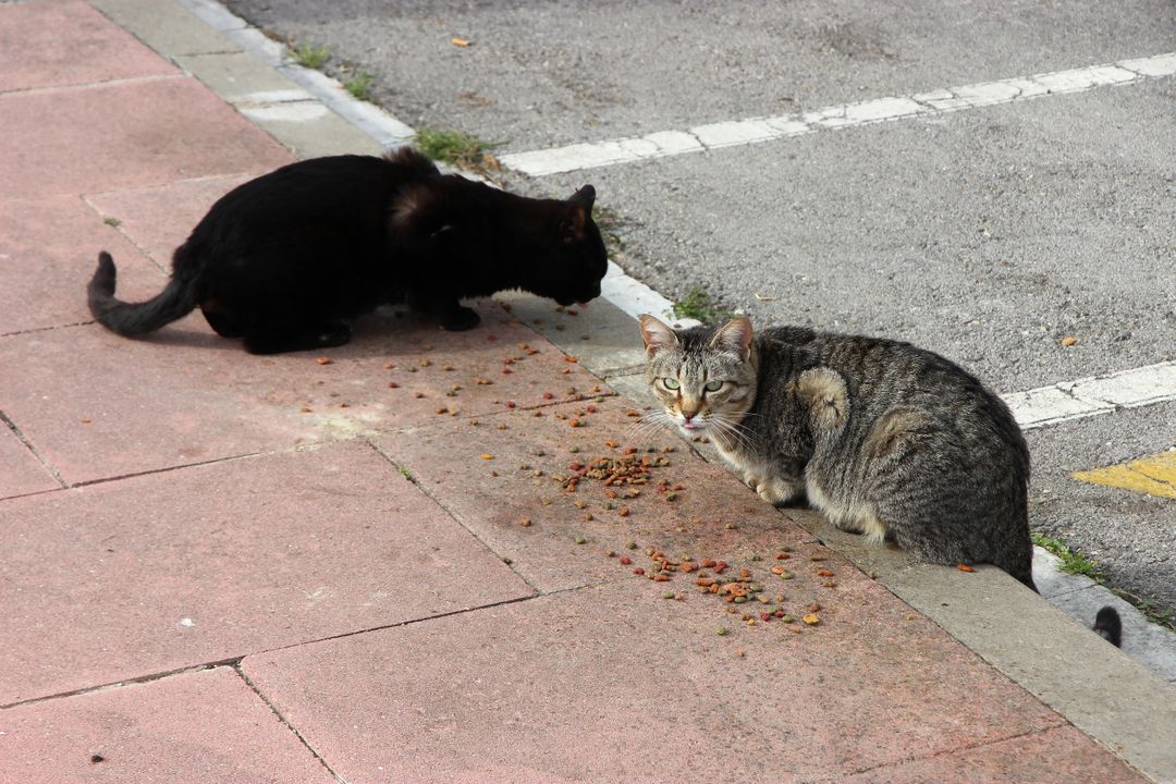 Cats return to feeding sites after weather events