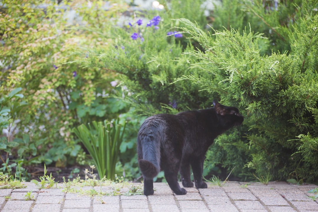 Cats returned to their territory after a mass trapping operation