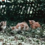 A large group of cats at a single feeding site