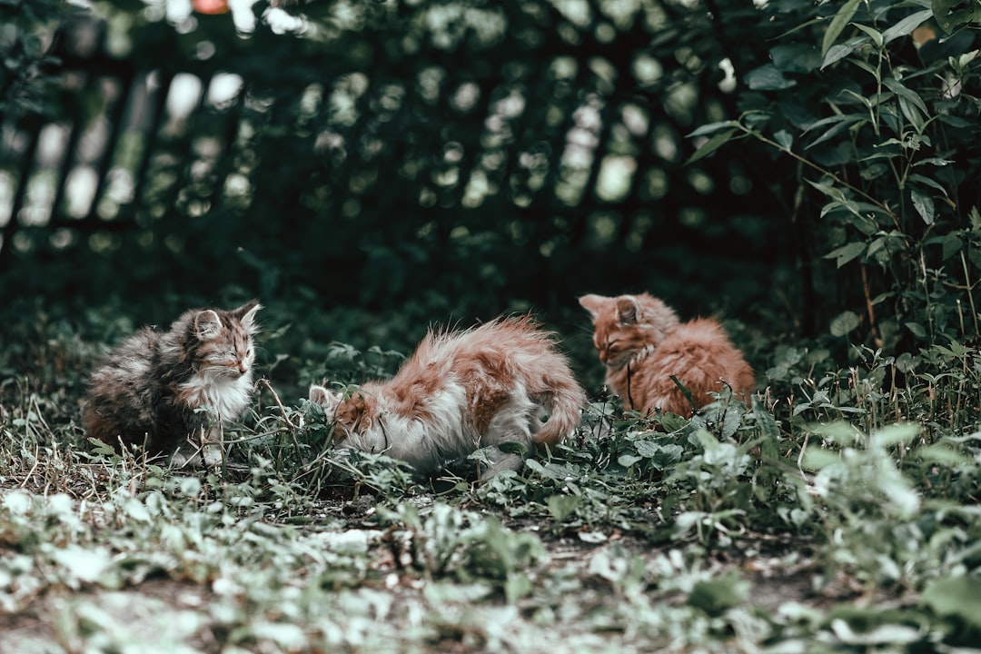 A large group of cats at a single feeding site