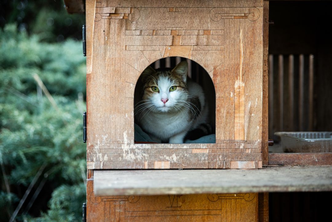 Colony shelter siting matters in fire-prone areas
