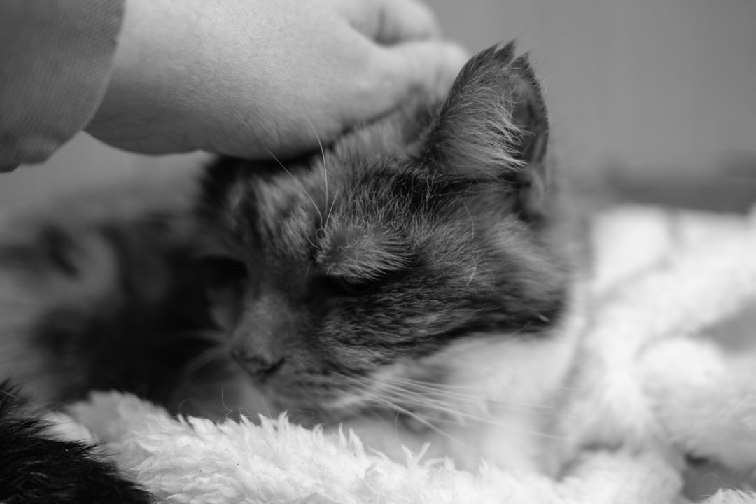 Comforting an elderly cat during end-of-life care