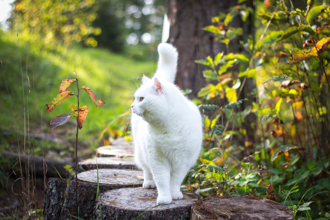 A community cat at a first colony project
