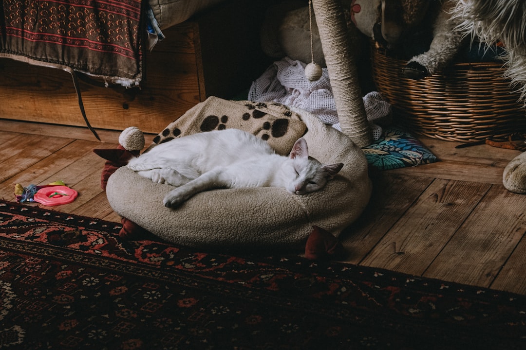 A settled cat, the outcome of managed community cat programmes