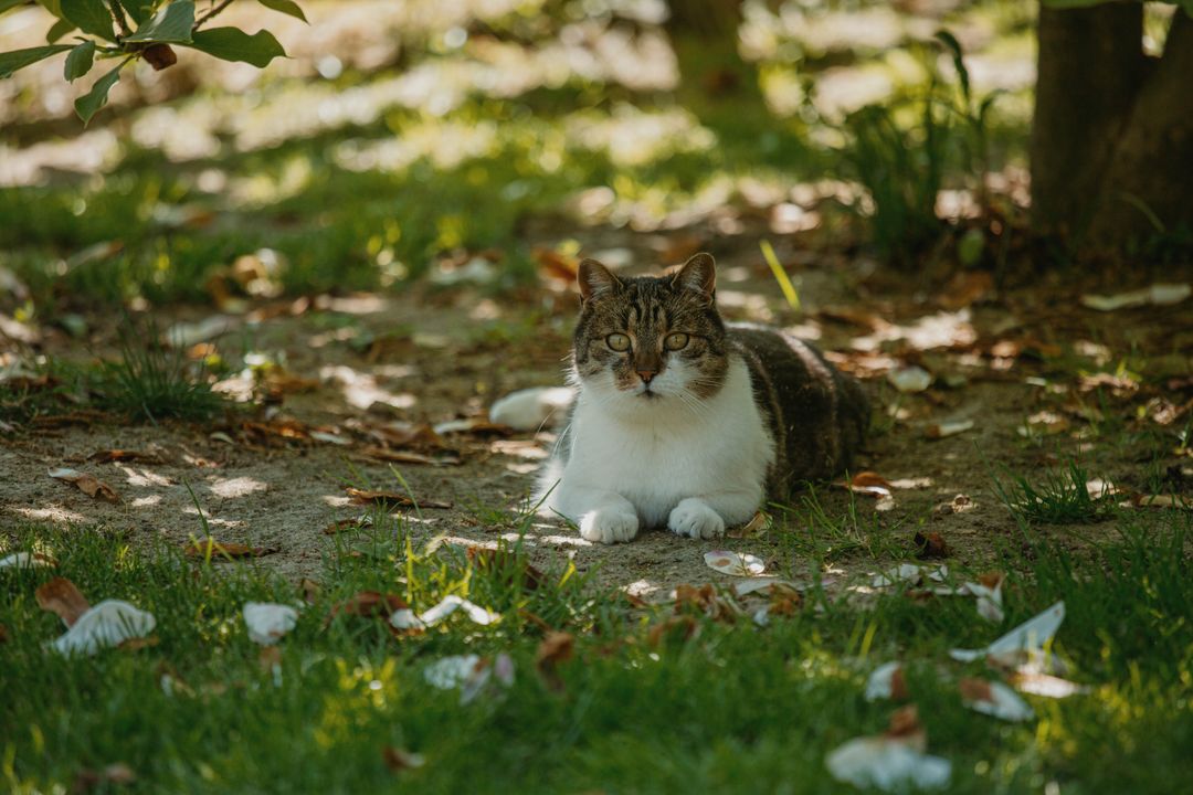 Keeping Community Cats Safe Through Central Valley Summers