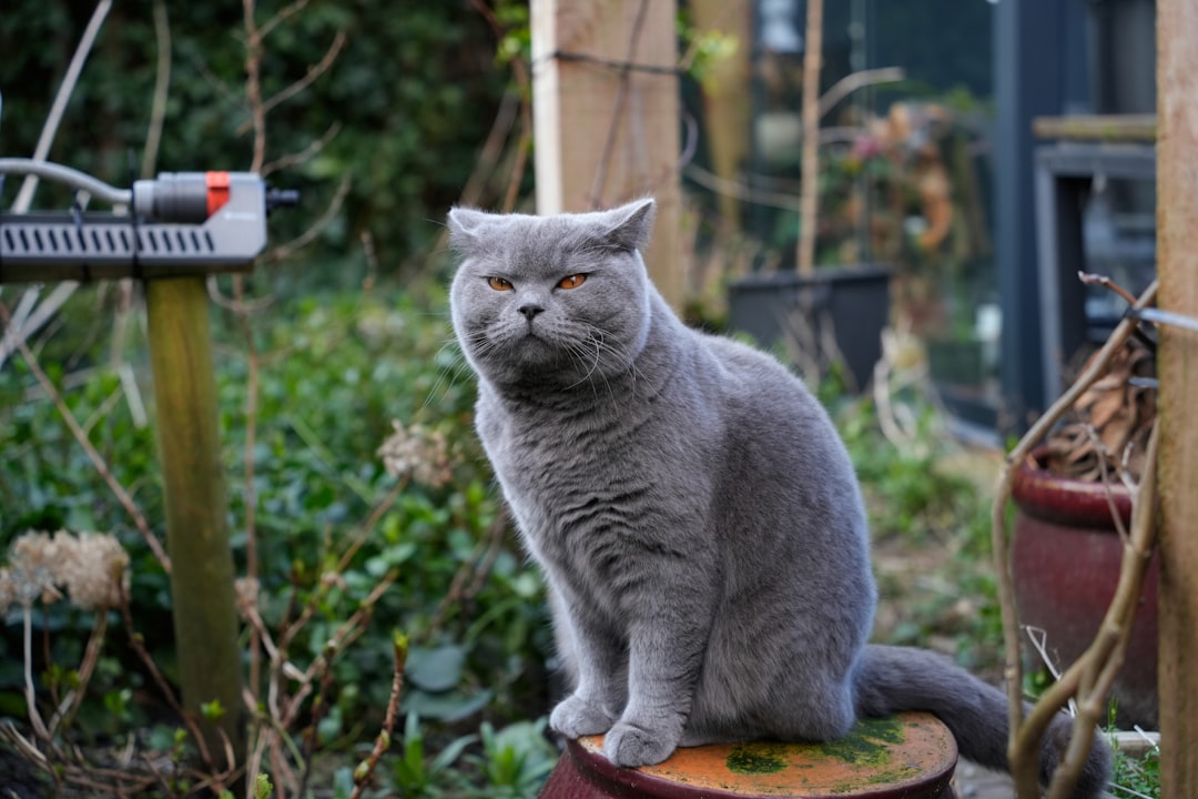 Community Cats and Wildlife: An Honest Look at the Bird Debate