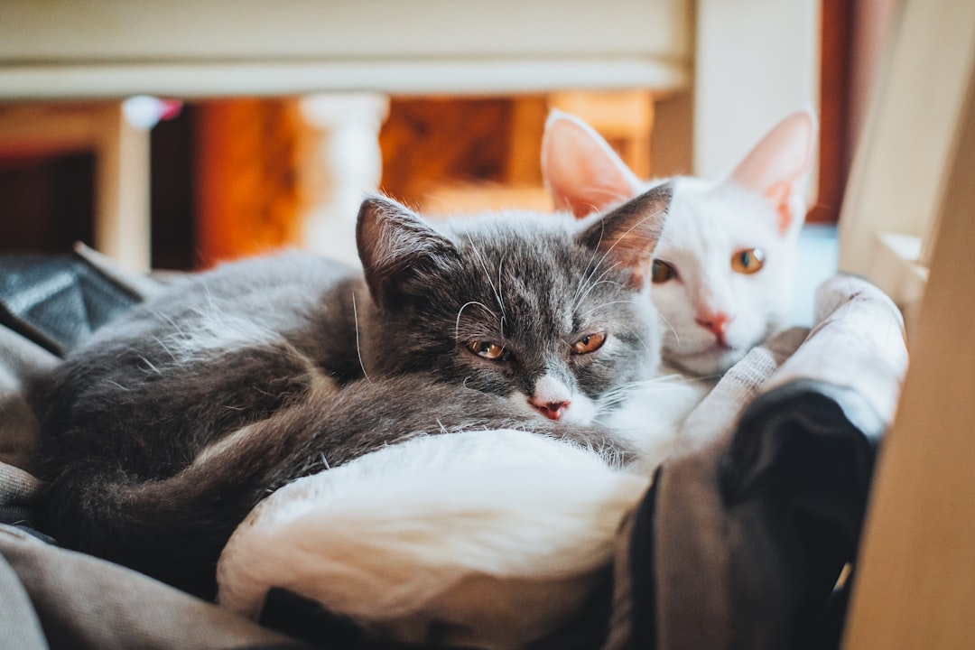 A companion cat can reduce distress during absences