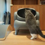 A cat in its litter tray, where constipation is first noticed
