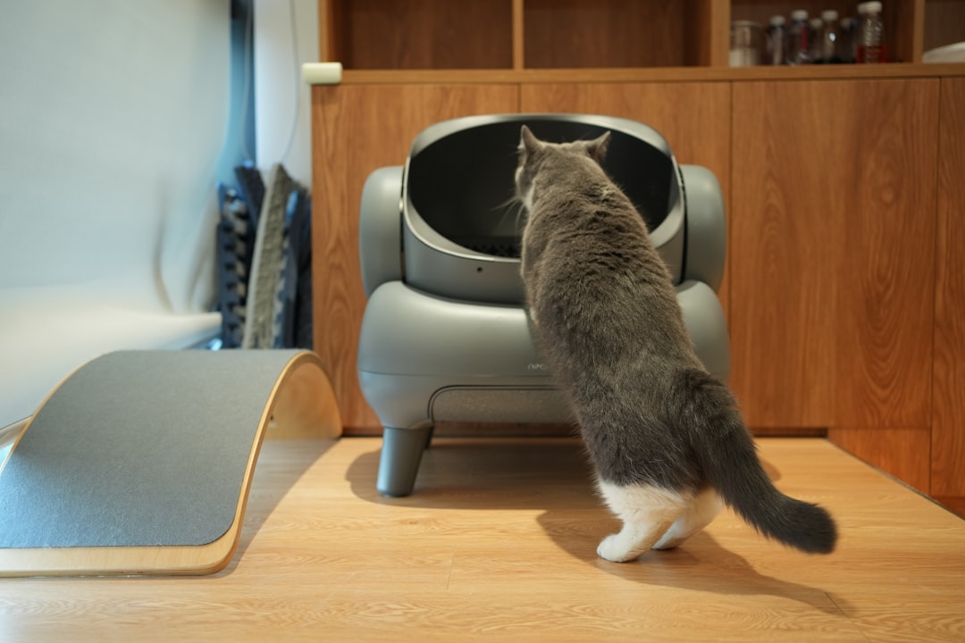 A cat in its litter tray, where constipation is first noticed