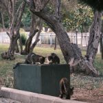 Community cats at a feeding site, where counting begins