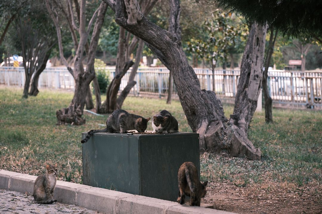 Community cats at a feeding site, where counting begins