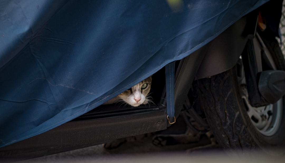 Covering the carrier during transport reduces stress