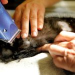 A cat receiving veterinary treatment that a family is struggling to fund
