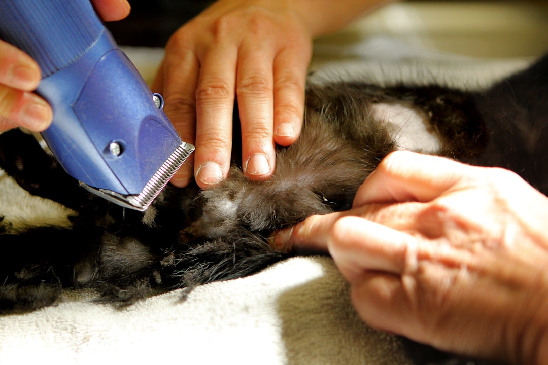 Crowdfunding a Cat&rsquo;s Vet Bill: What Works and What to Try First