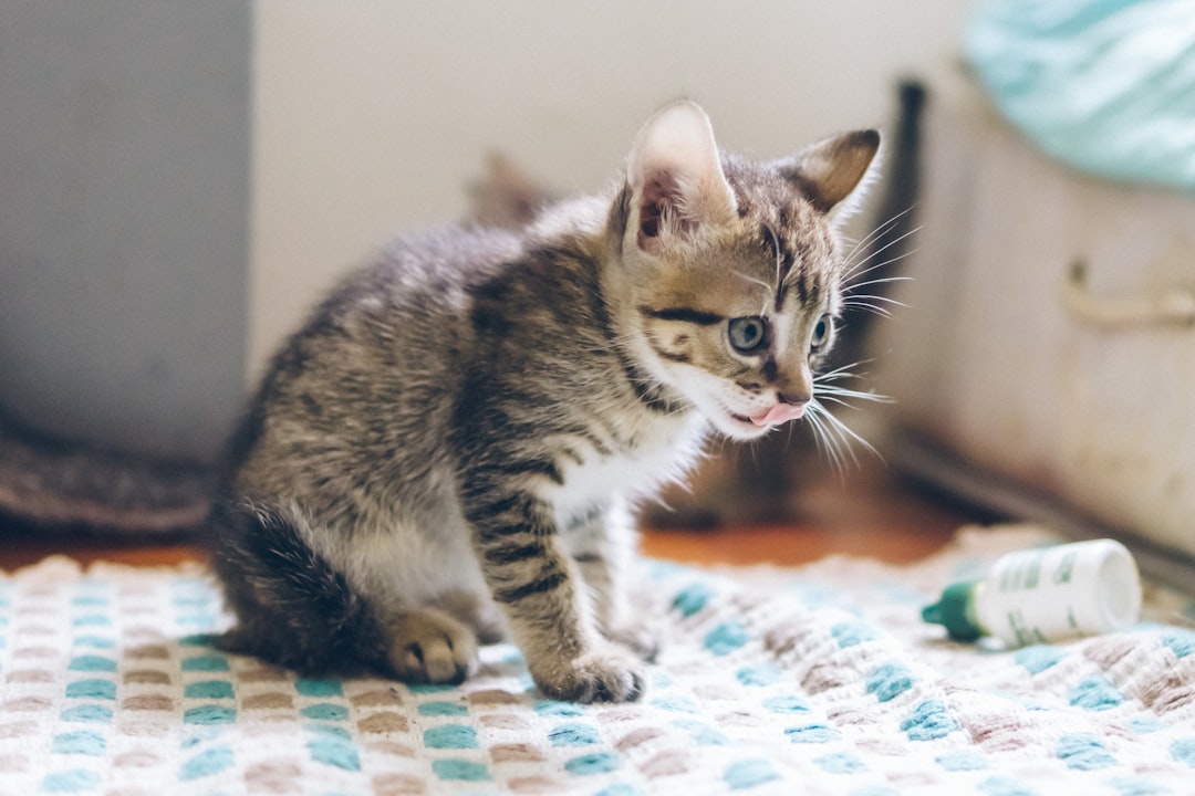 Daily medication is the mainstay of managing feline heart disease