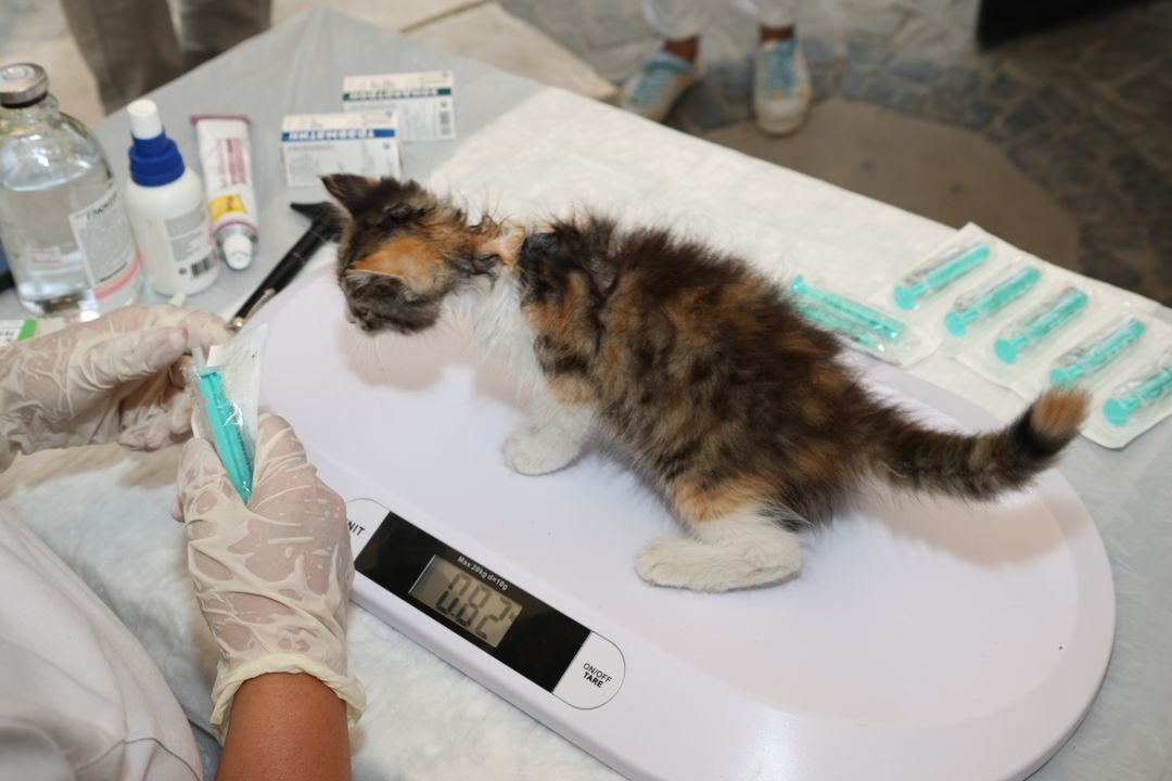 Daily medication is part of caring for many special needs cats