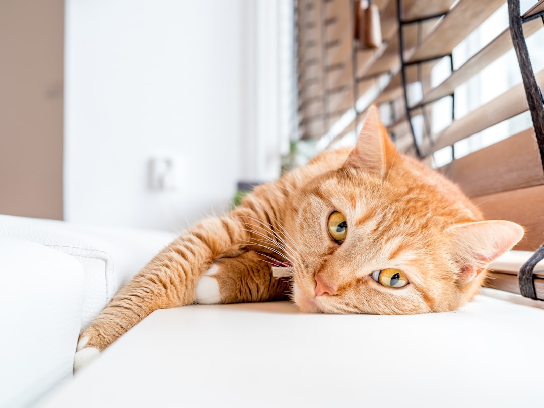 An adopted cat settled indoors in Delano