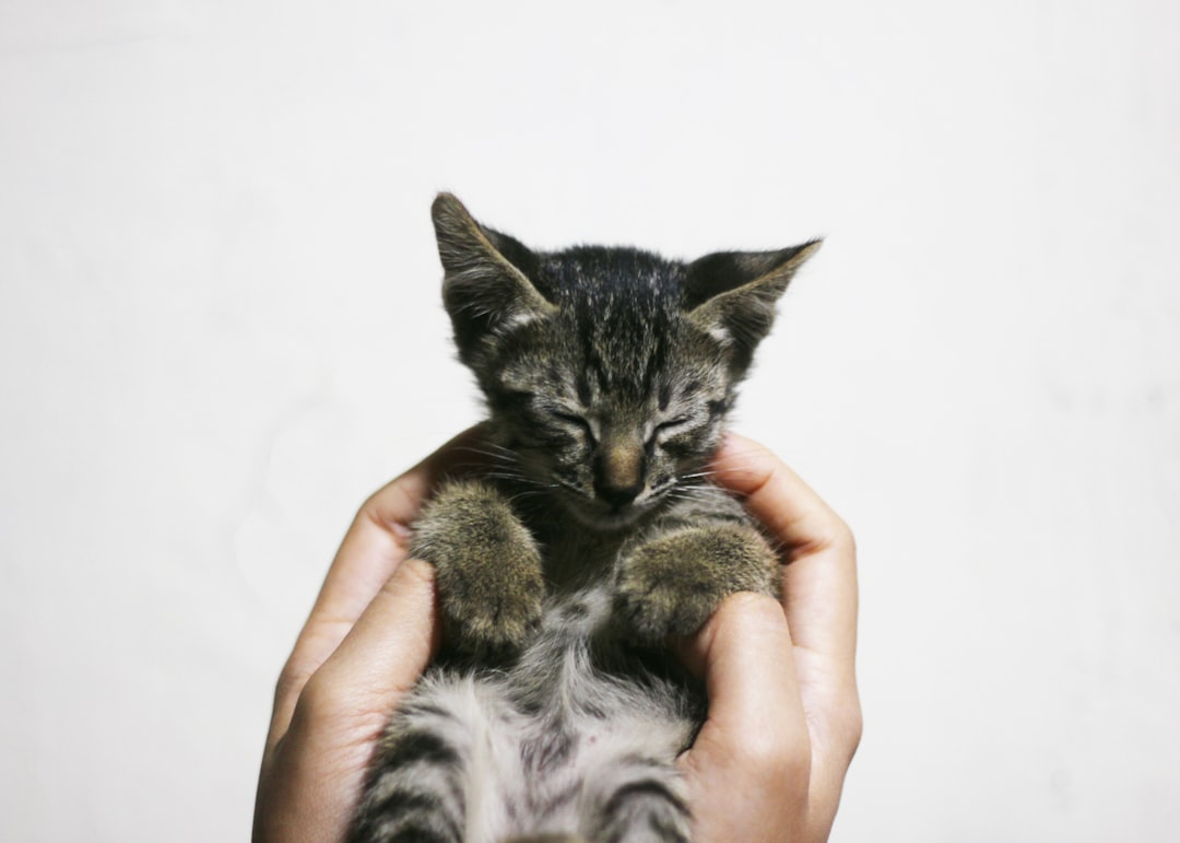 A kitten available for adoption near Delano during kitten season