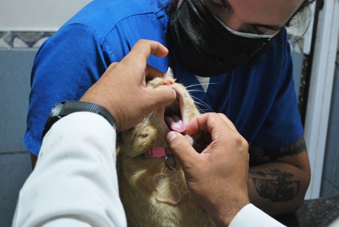 Dental pain is one of the most common reasons cats stop eating