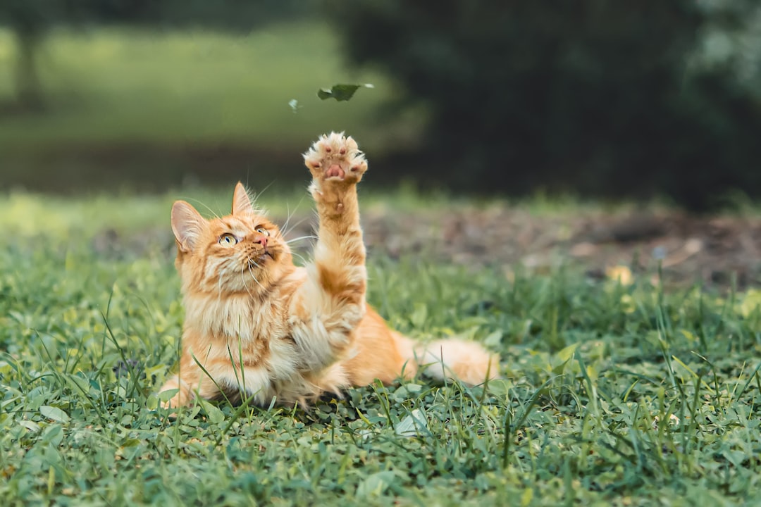 A cat in diabetic remission returning to normal health