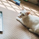 A cat near its litter tray, where digestive problems are noticed