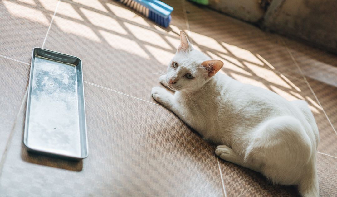 A cat near its litter tray, where digestive problems are noticed