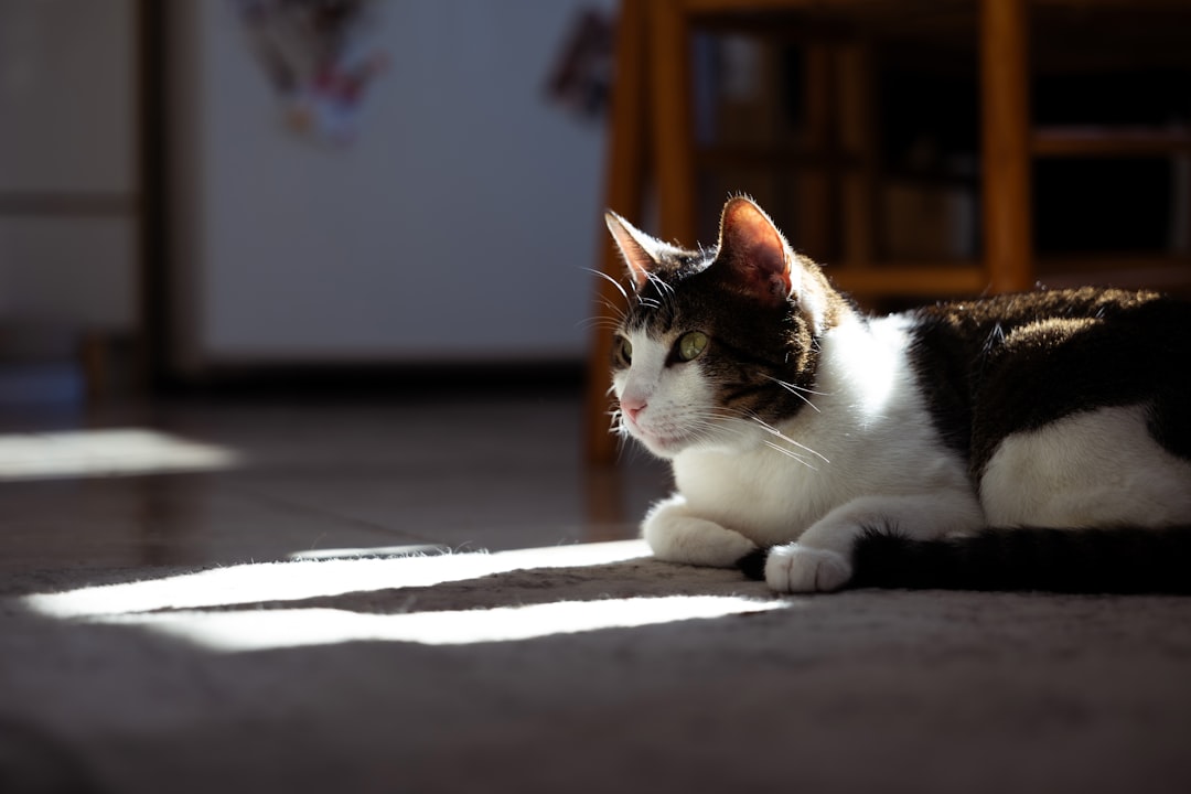 An adopted cat resting in a sunbeam in its Dinuba home