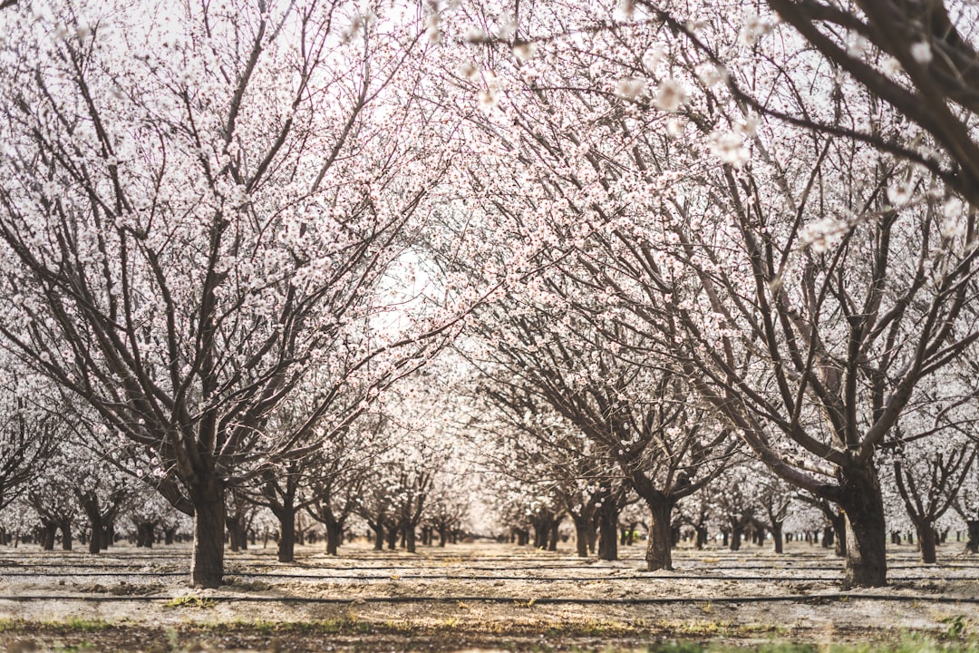 Orchard country around Dinuba, where outdoor cats are common